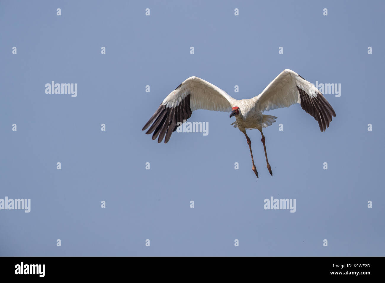Uccello in volo - gru siberiana (grus leucogeranus) Foto Stock