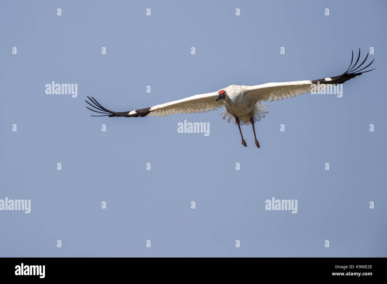 Uccello in volo - gru siberiana (grus leucogeranus) Foto Stock