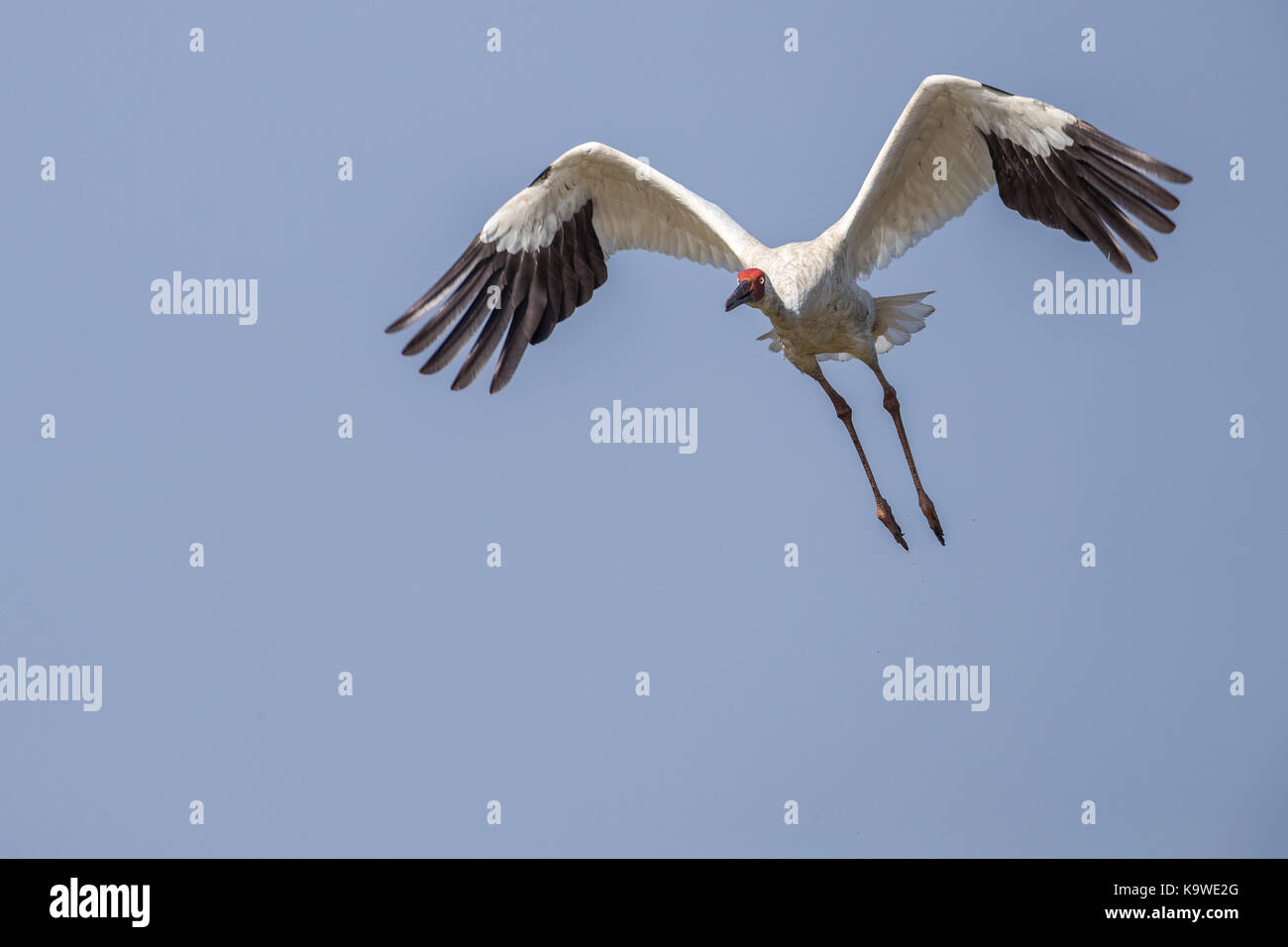 Uccello in volo - gru siberiana (grus leucogeranus) Foto Stock