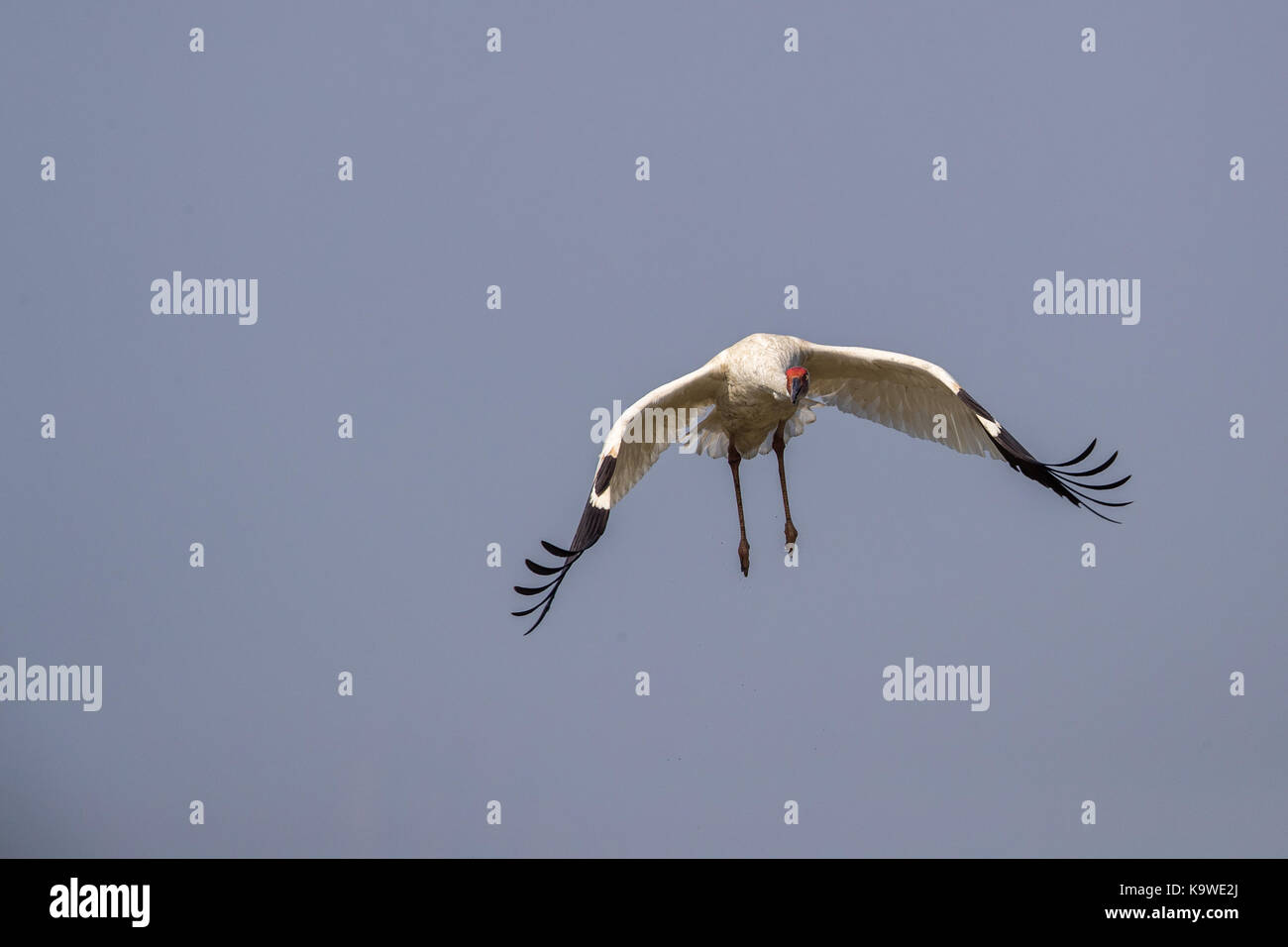 Uccello in volo - gru siberiana (grus leucogeranus) Foto Stock