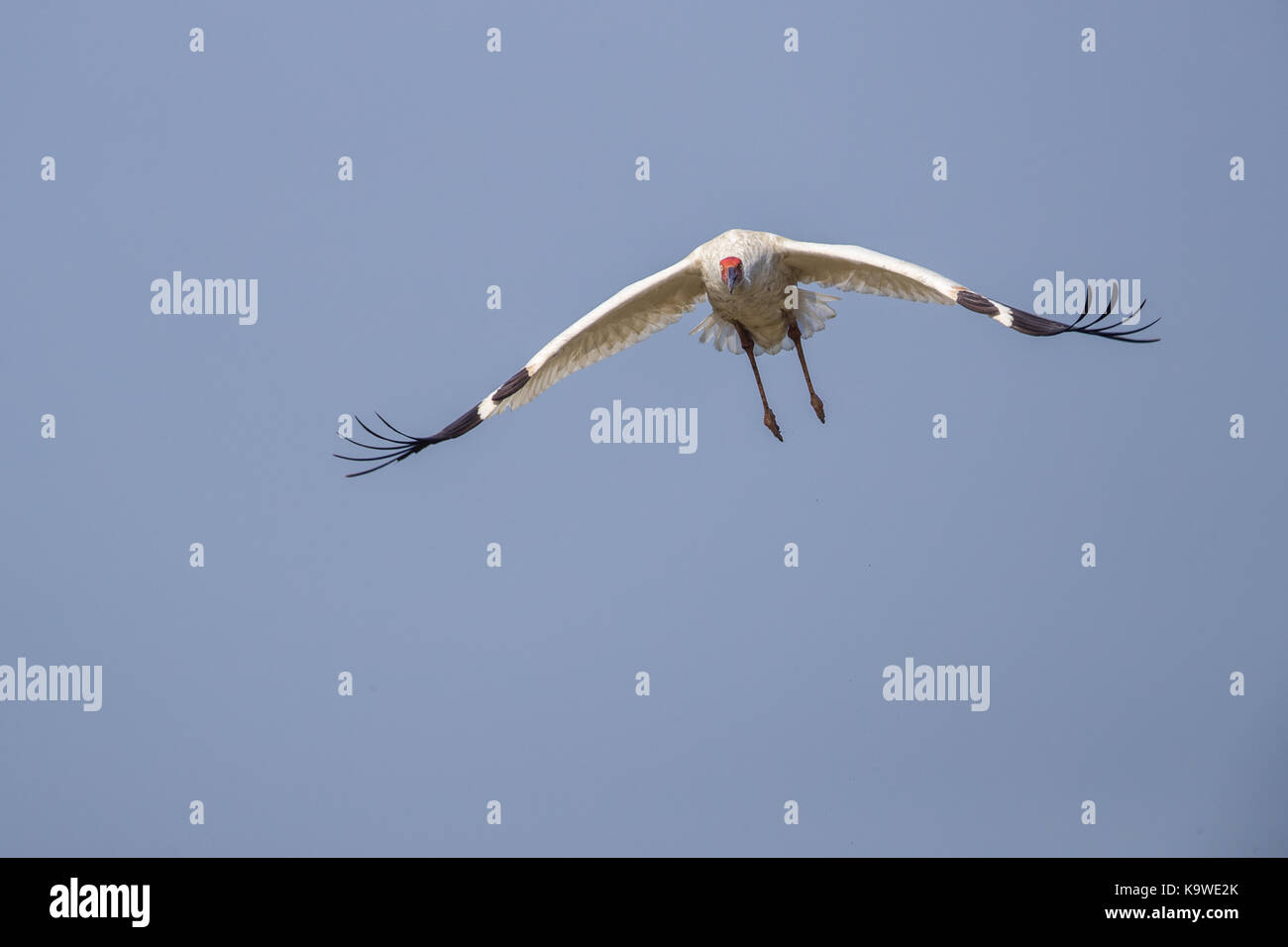 Uccello in volo - gru siberiana (grus leucogeranus) Foto Stock