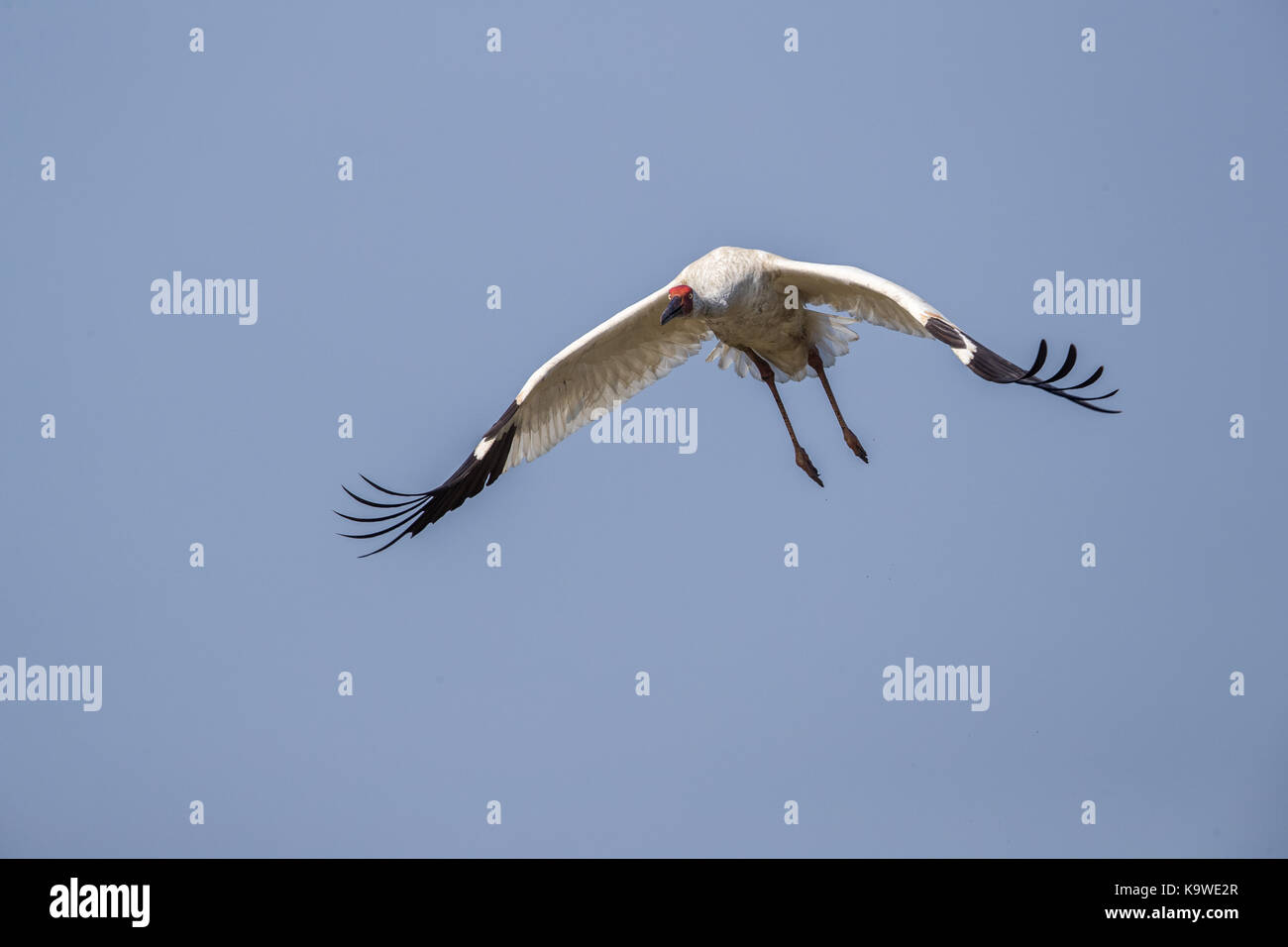 Uccello in volo - gru siberiana (grus leucogeranus) Foto Stock