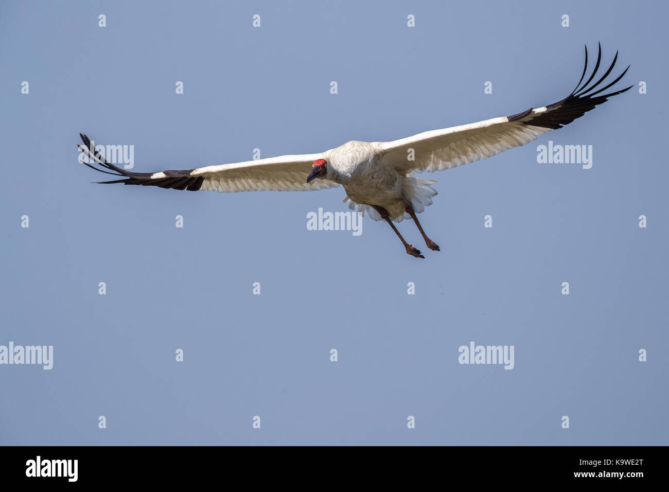 Uccello in volo - gru siberiana (grus leucogeranus) Foto Stock