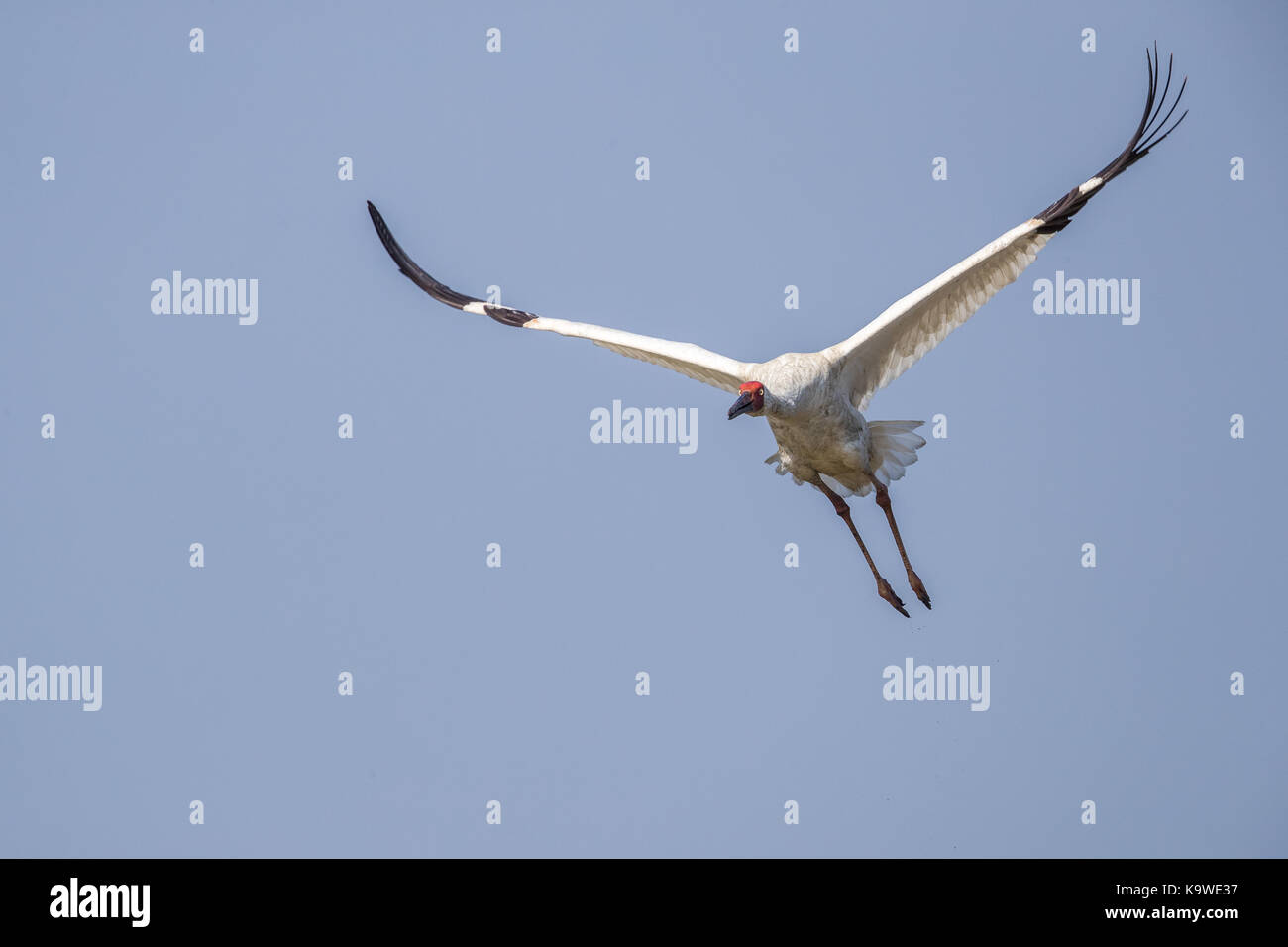 Uccello in volo - gru siberiana (grus leucogeranus) Foto Stock