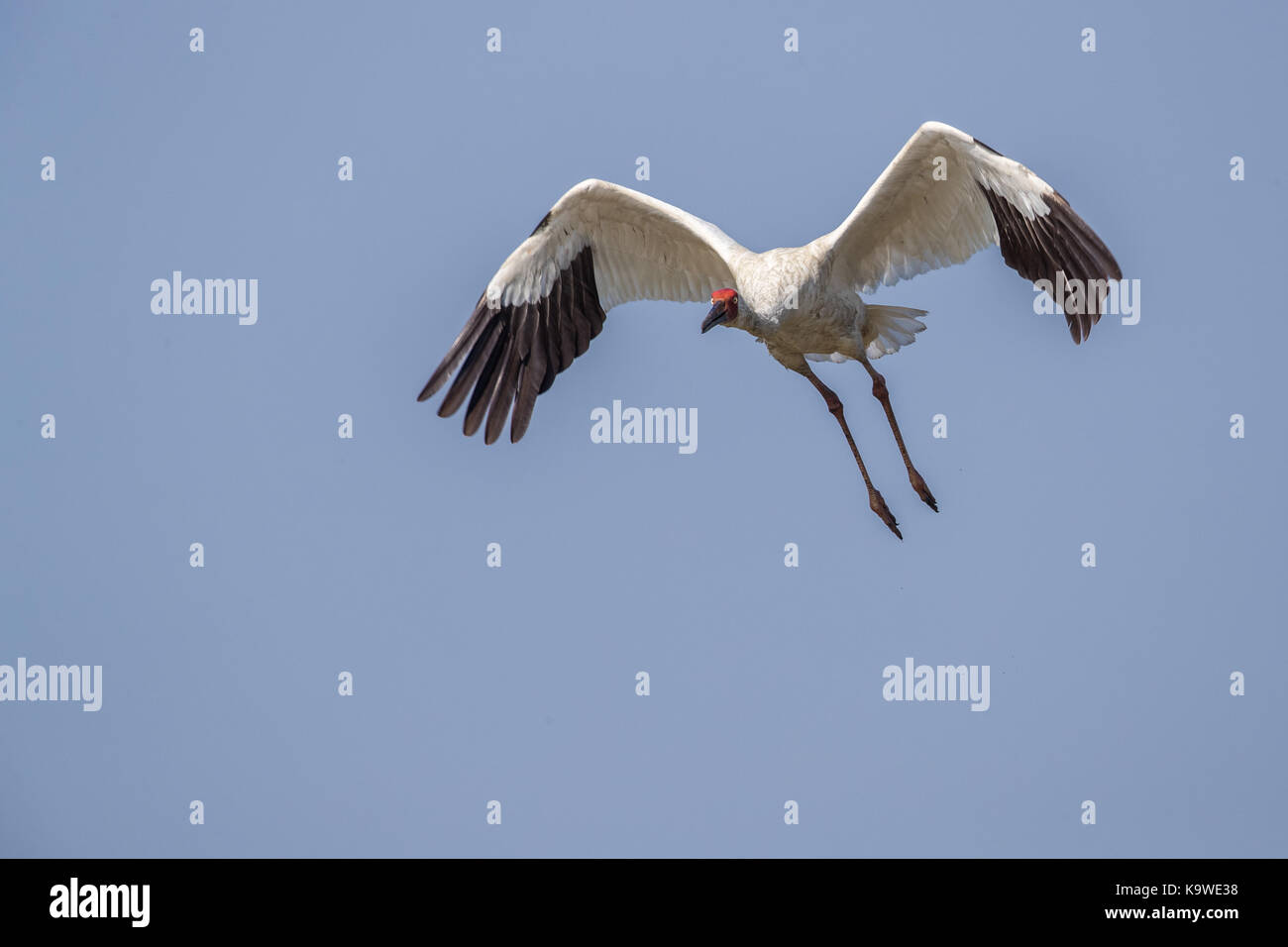Uccello in volo - gru siberiana (grus leucogeranus) Foto Stock