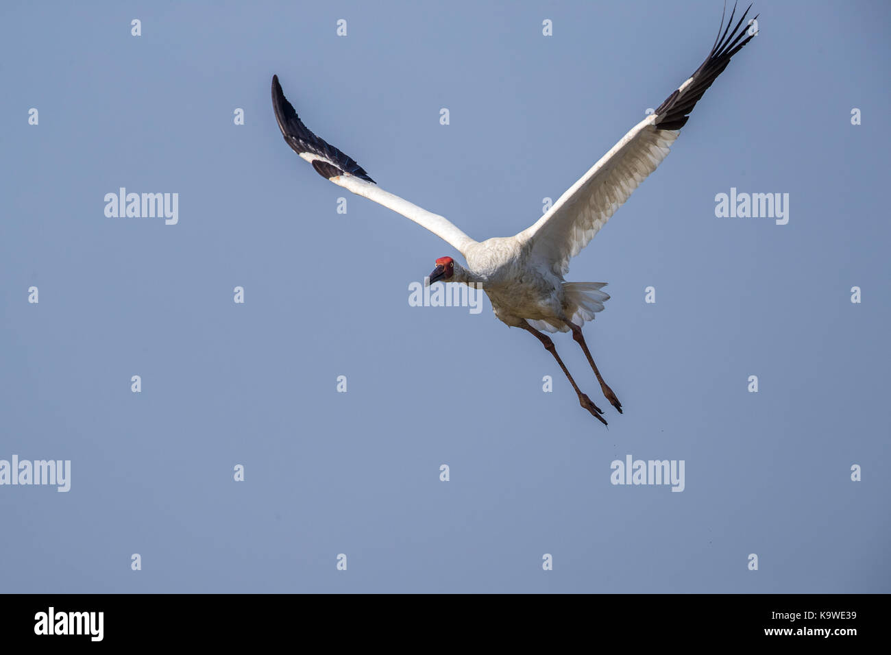 Uccello in volo - gru siberiana (grus leucogeranus) Foto Stock