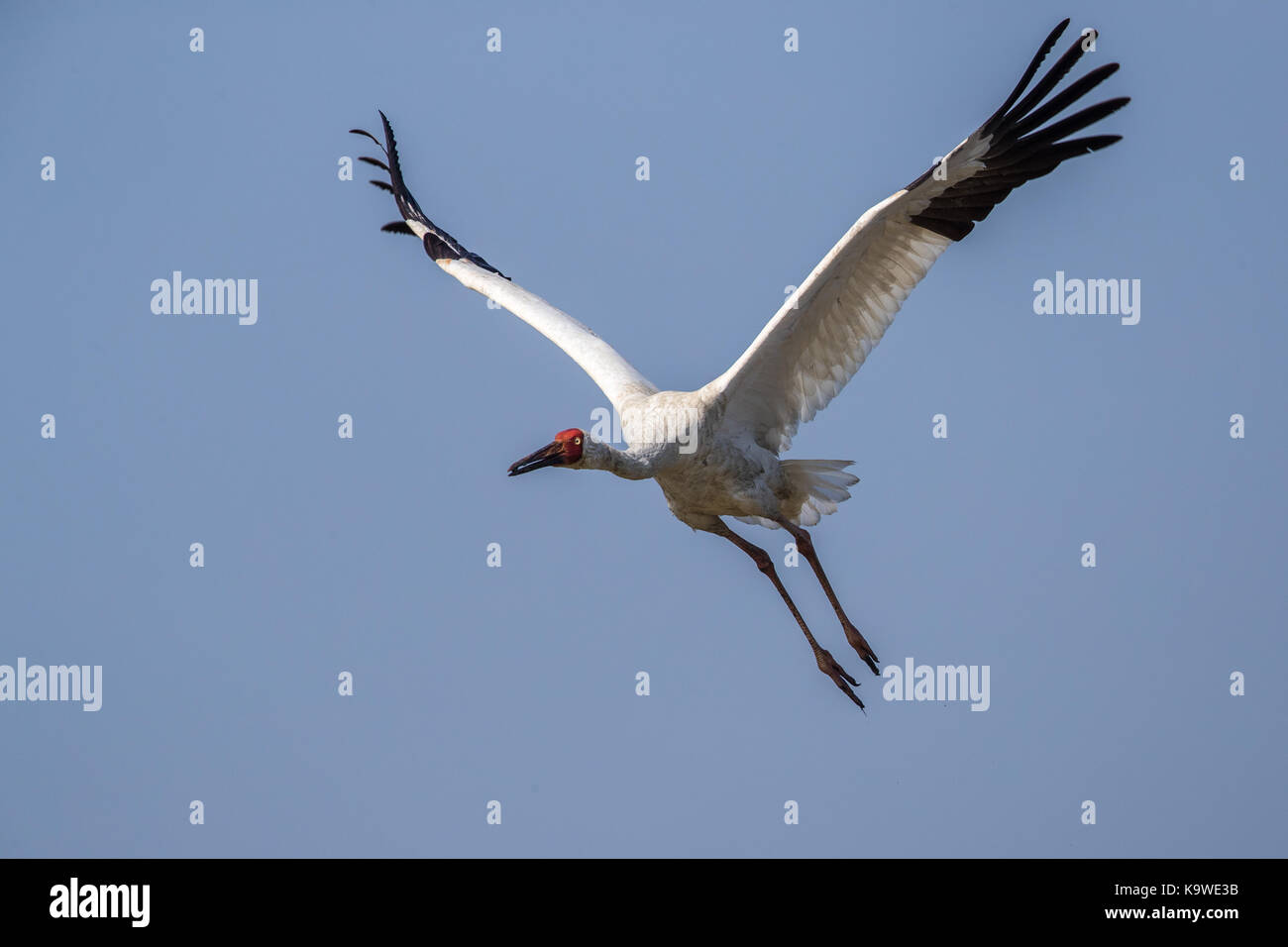 Uccello in volo - gru siberiana (grus leucogeranus) Foto Stock