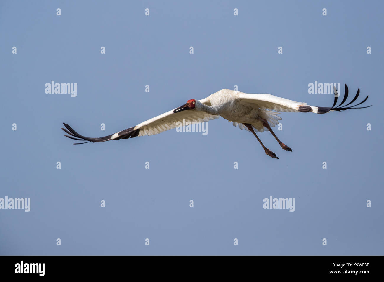 Uccello in volo - gru siberiana (grus leucogeranus) Foto Stock