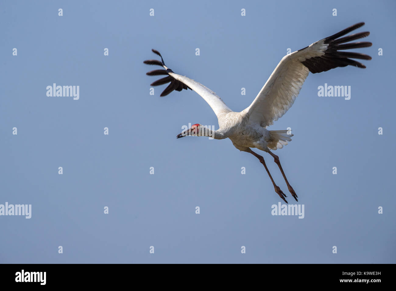 Uccello in volo - gru siberiana (grus leucogeranus) Foto Stock