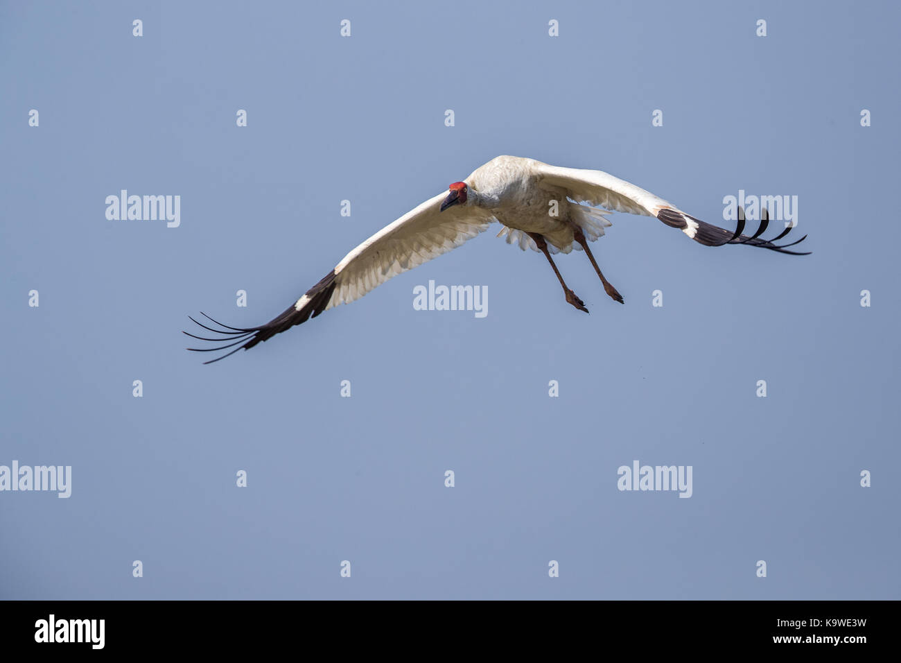 Uccello in volo - gru siberiana (grus leucogeranus) Foto Stock