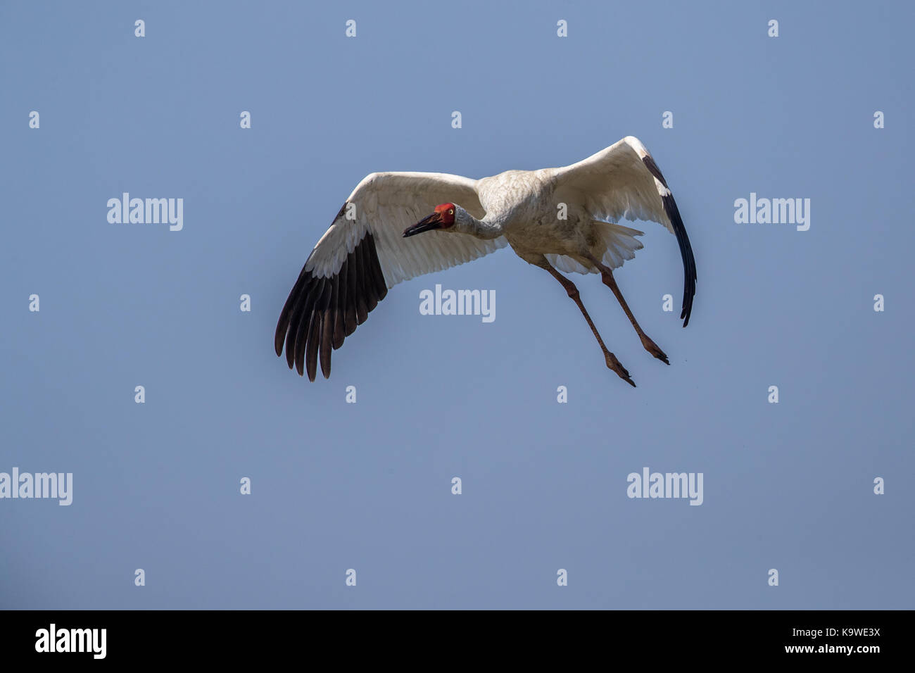 Uccello in volo - gru siberiana (grus leucogeranus) Foto Stock