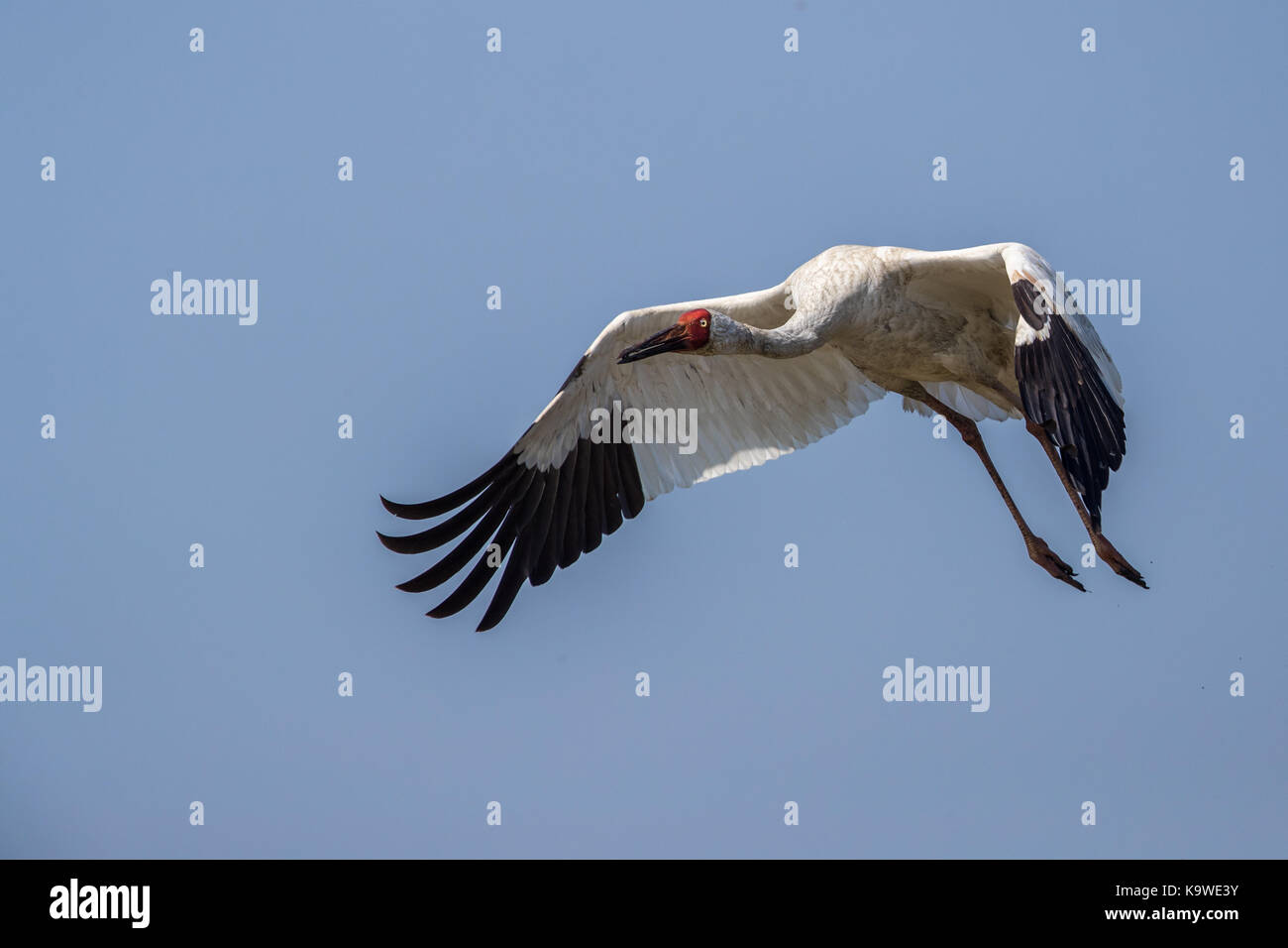 Uccello in volo - gru siberiana (grus leucogeranus) Foto Stock