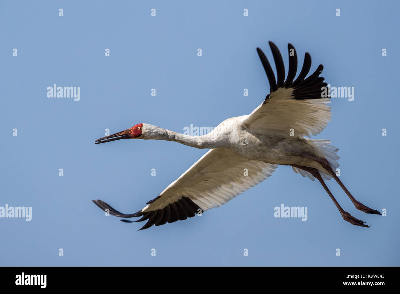 Uccello in volo - gru siberiana (grus leucogeranus) Foto Stock