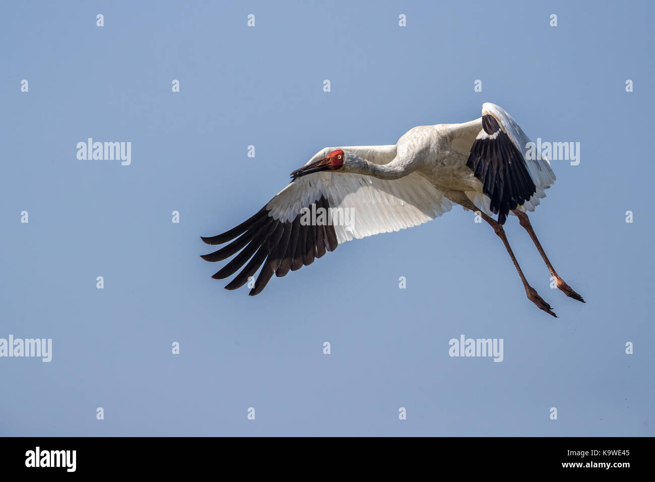 Uccello in volo - gru siberiana (grus leucogeranus) Foto Stock