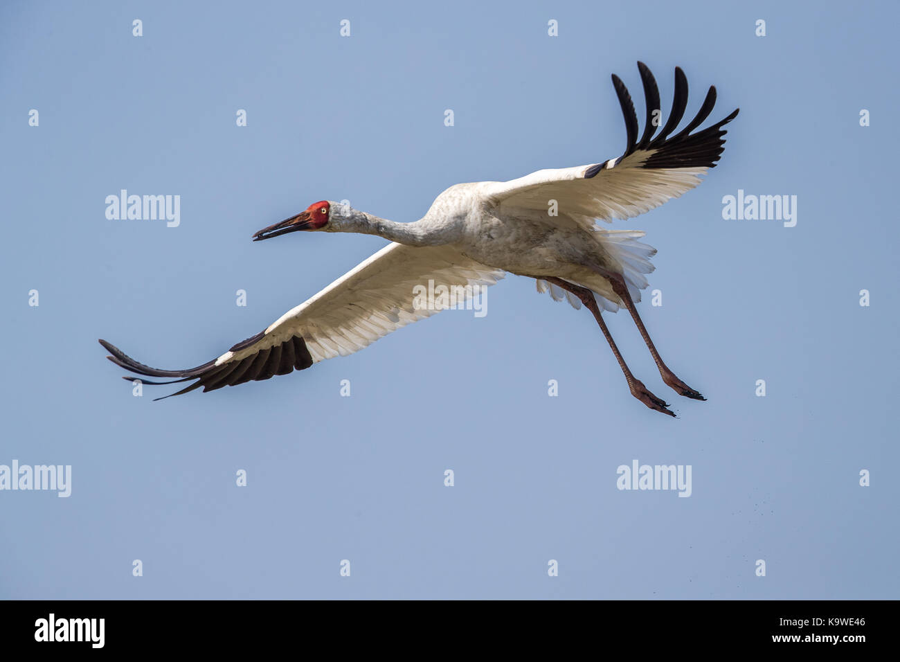 Uccello in volo - gru siberiana (grus leucogeranus) Foto Stock