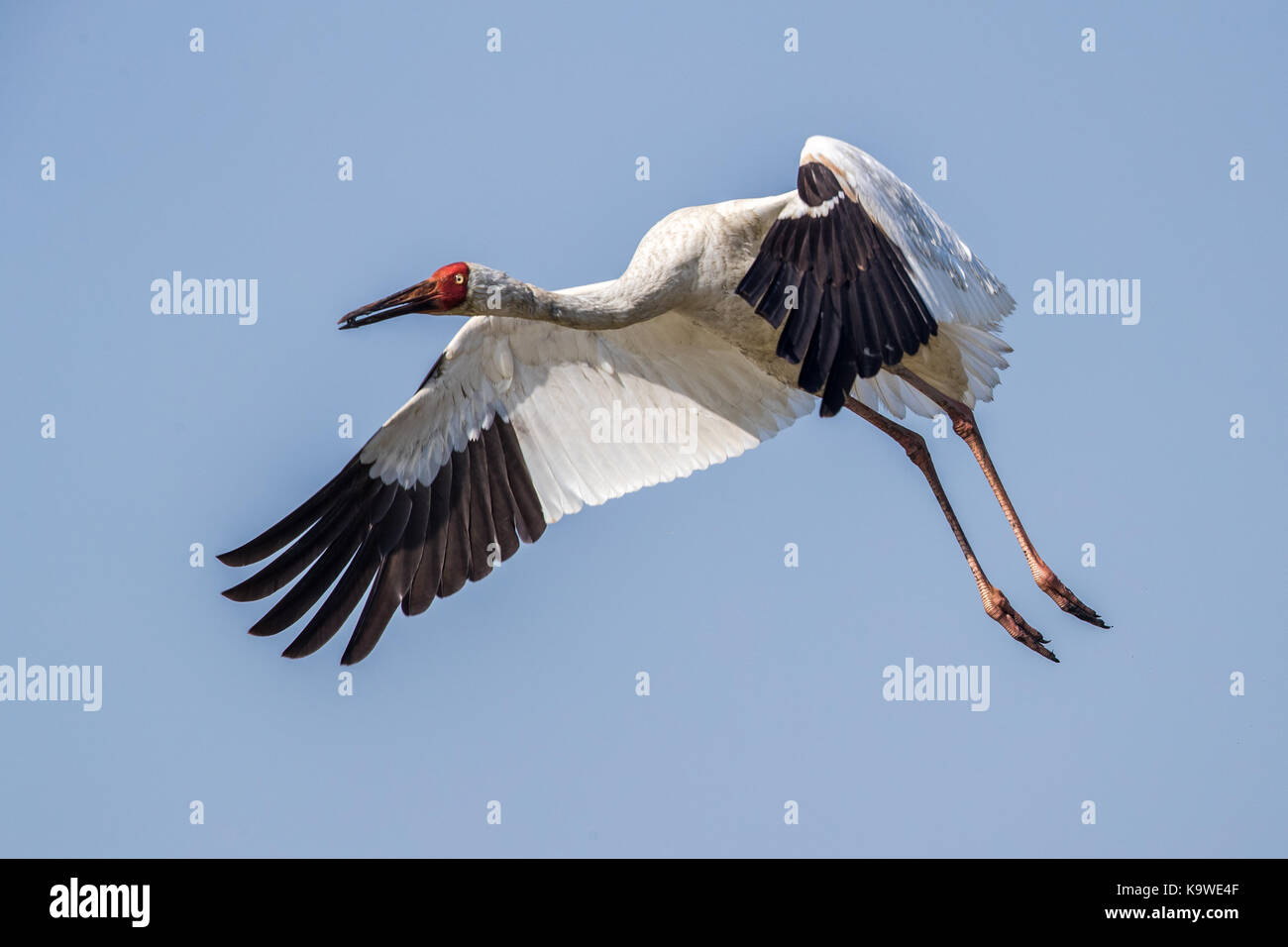 Uccello in volo - gru siberiana (grus leucogeranus) Foto Stock
