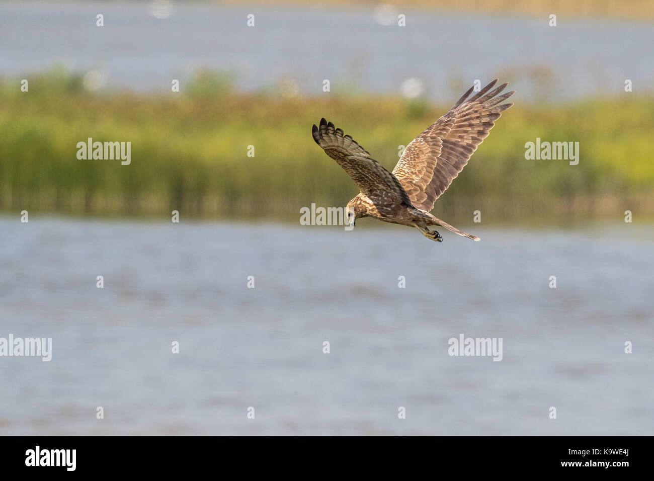 Uccello in volo - orientale falco di palude (Circus spilonotus) Foto Stock