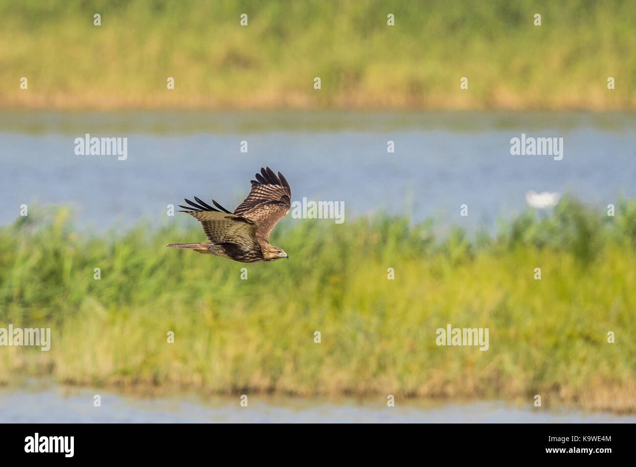 Uccello in volo - orientale falco di palude (Circus spilonotus) Foto Stock