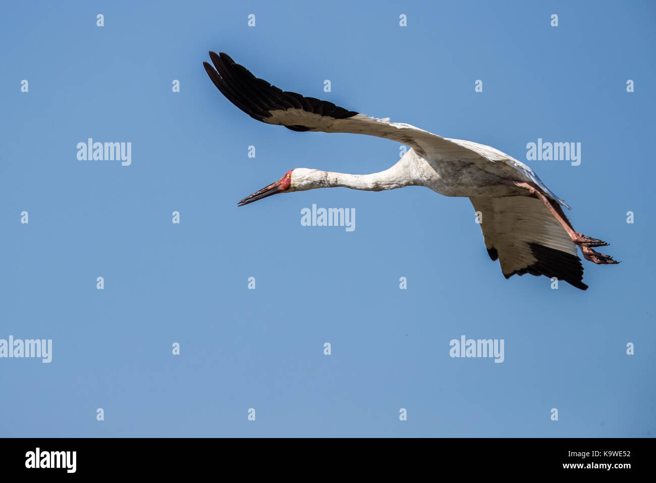 Uccello in volo - gru siberiana (grus leucogeranus) Foto Stock
