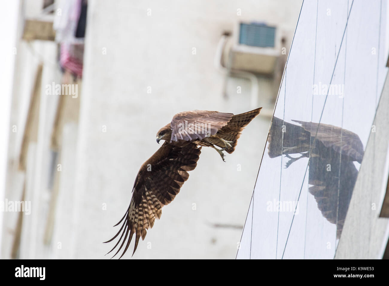 Uccello in volo - nibbio bruno (Milvus migrans) Foto Stock
