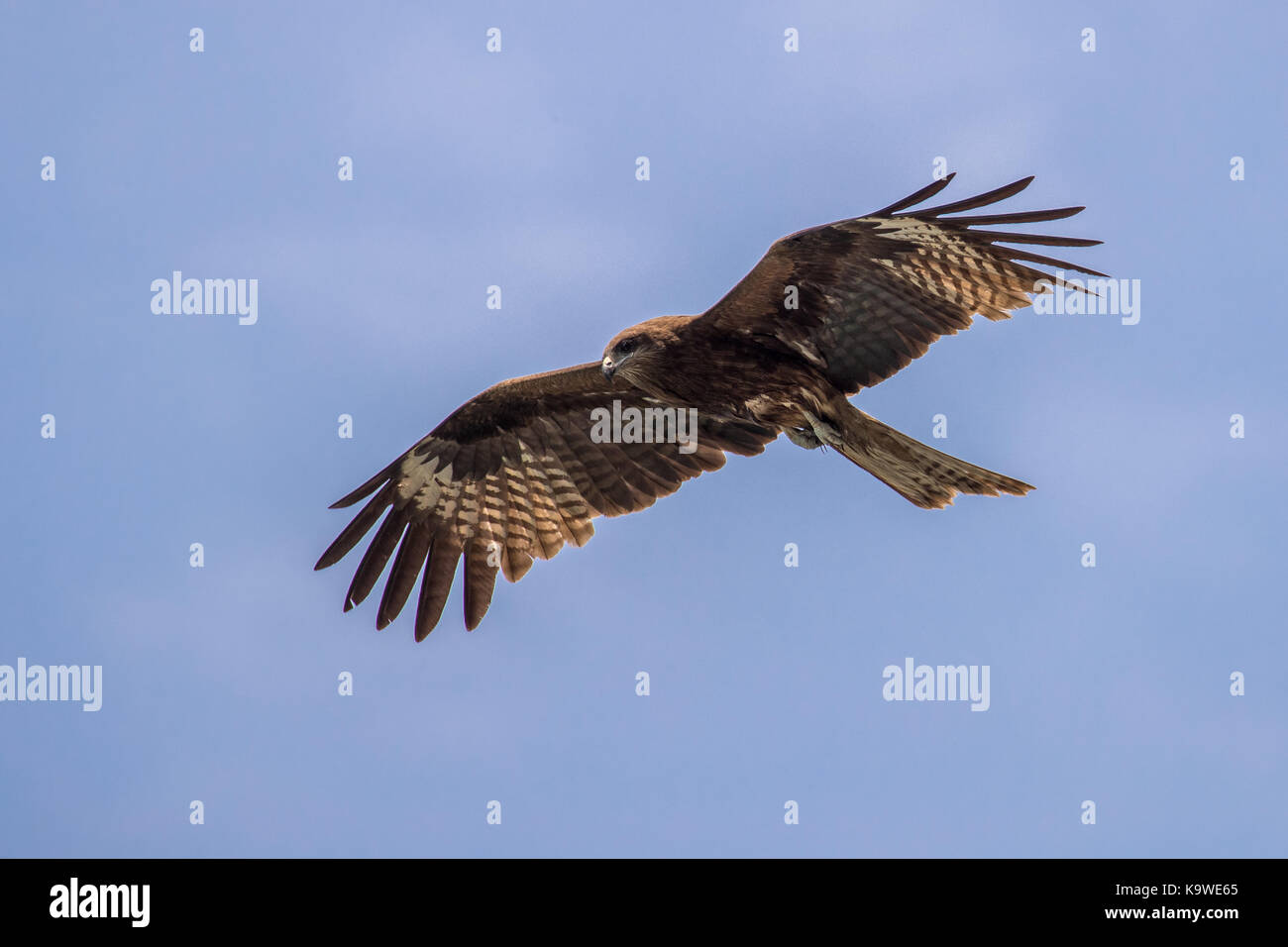 Uccello in volo - nibbio bruno (Milvus migrans) Foto Stock