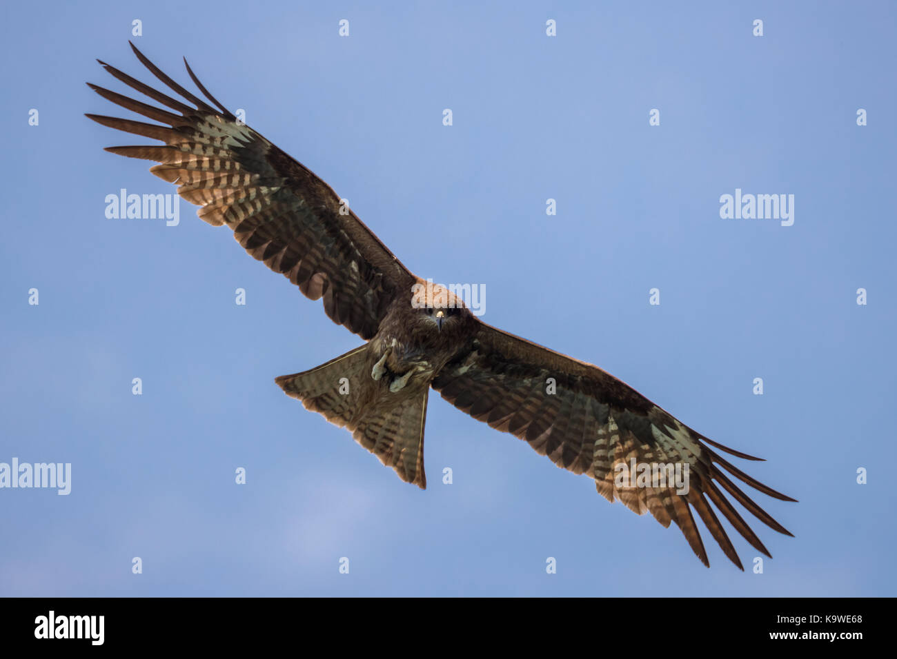 Uccello in volo - nibbio bruno (Milvus migrans) Foto Stock