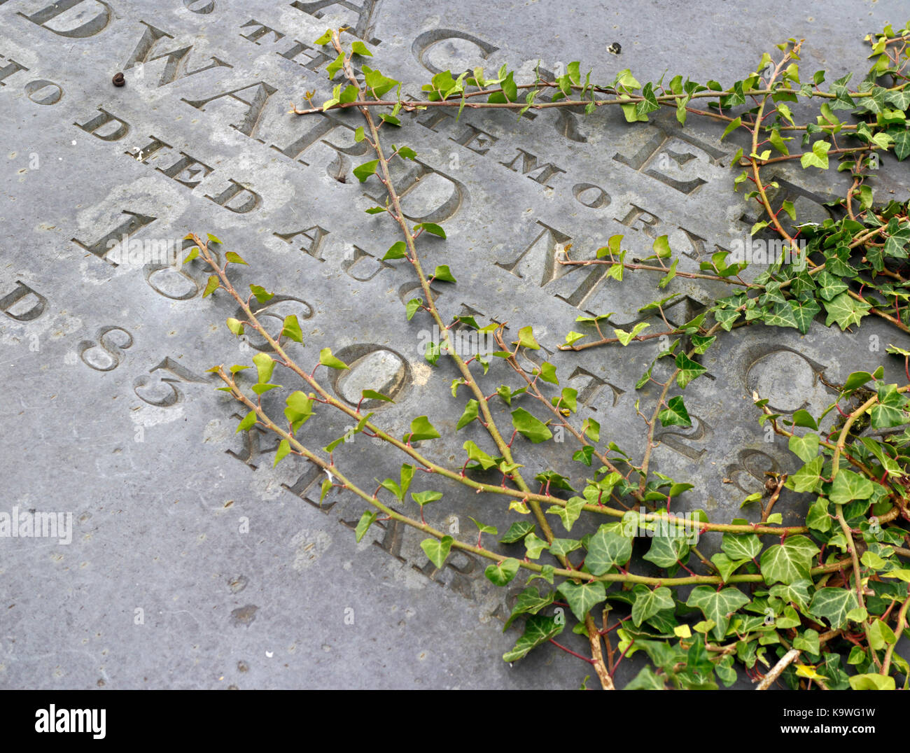 Edera comune di invadere un vecchio oggetto contrassegnato per la rimozione definitiva in un paese cimitero. Foto Stock