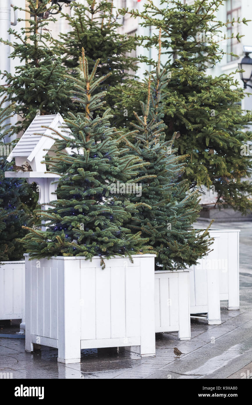 Decorazione per strada per il nuovo anno, piccolo albero di natale in ghirlande piantati in vasca bianca Foto Stock