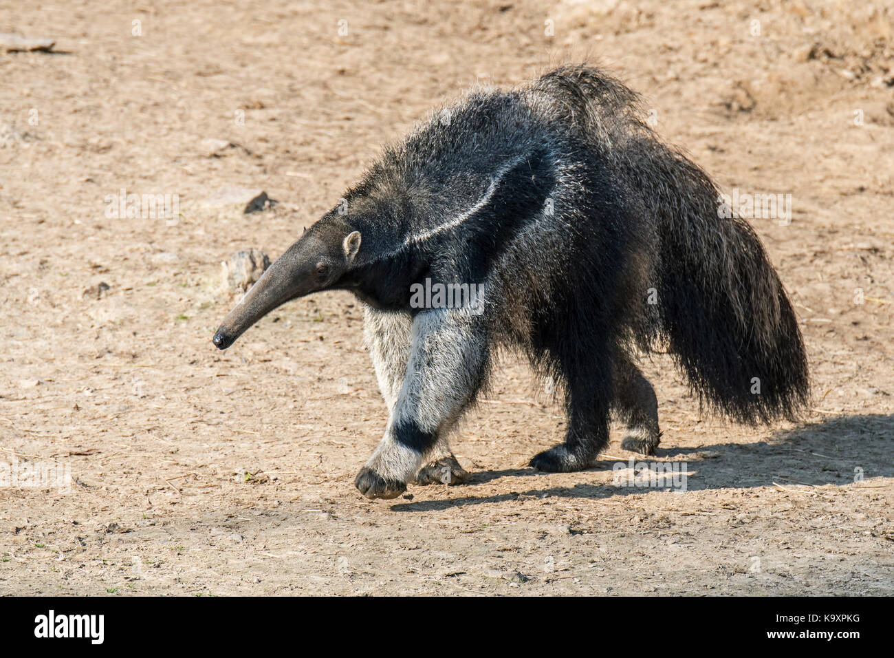 Giant anteater / ant bear (myrmecophaga tridactyla) insectivore nativi di america centrale e America del sud Foto Stock