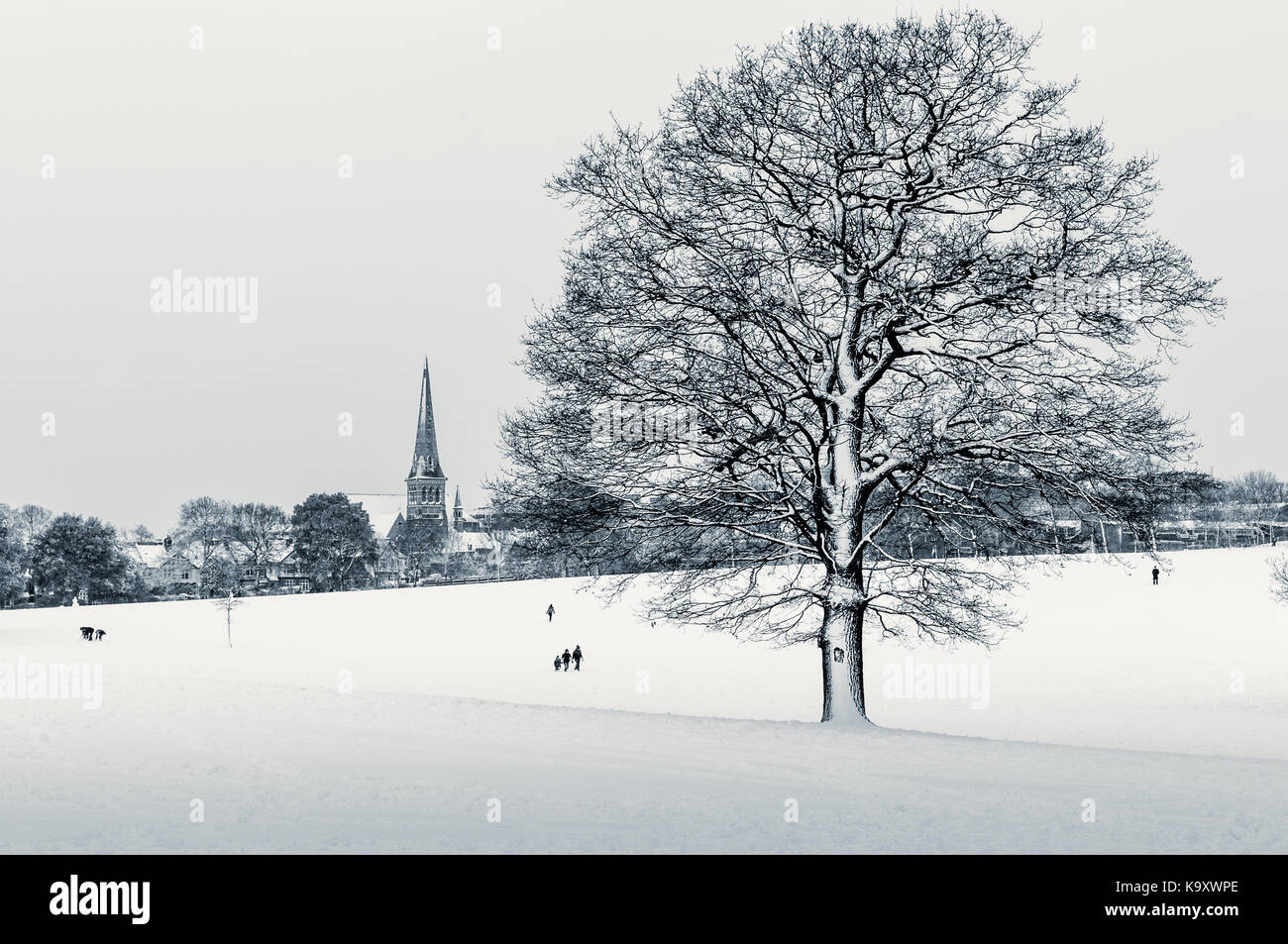 Coperta di neve albero in brockwell Park nel sud di Londra Foto Stock