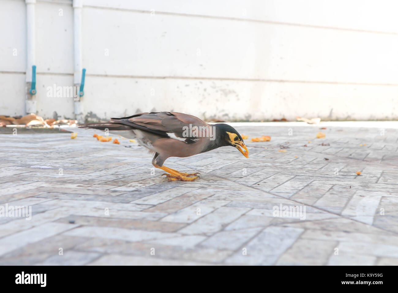 Bird ,gracula religiosa o myna Foto Stock