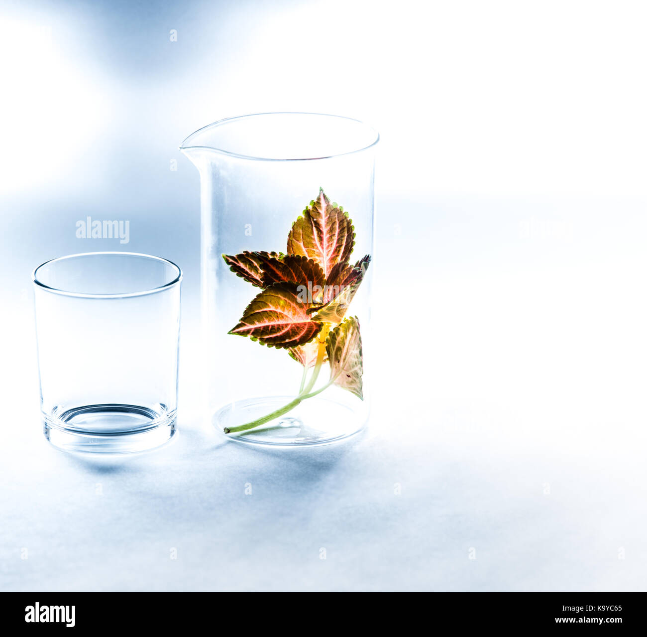 Pianta medicinale in un medico di vetro in laboratorio. Spazio per il testo Foto Stock