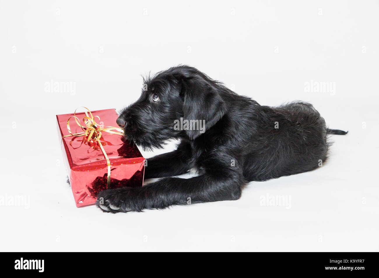 Grazioso cucciolo di gigante nero Schnauzer cane sta giocando con un regalo  di Natale in una casella rossa Foto stock - Alamy