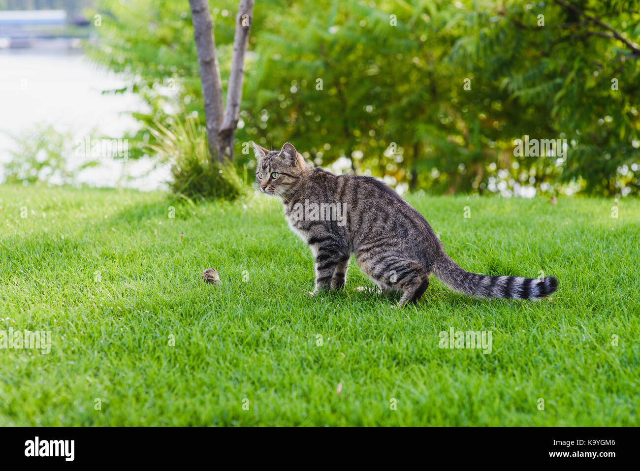 Cat giocando con un mouse che ha appena pescato. grigio cat seduto sul prato verde. Foto Stock