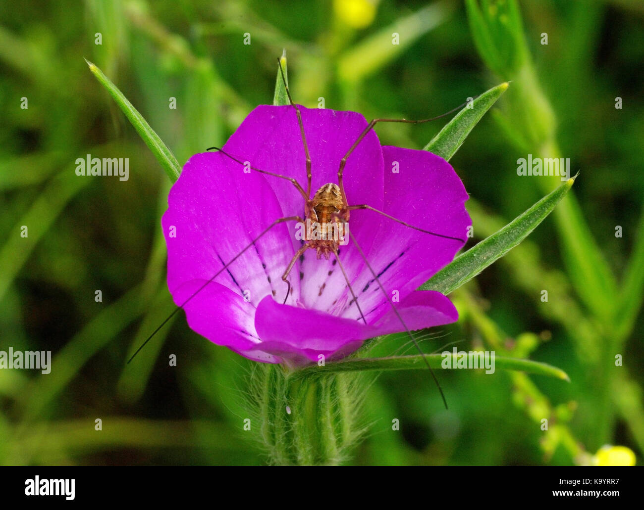 Un harvestman o daddy longlegs (opiliones) seduto sul fiore rosa agrostemma githago, il mais comune-arricciatura, dalla famiglia caryophyllaceae Foto Stock