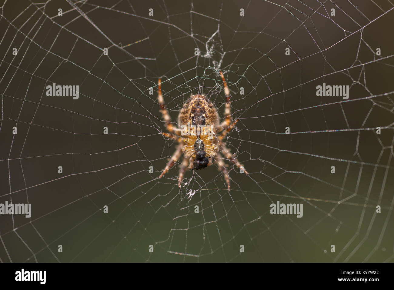 Primo piano del giardino, ragno araneus diadematus, in autunno Londra Giardino Foto Stock