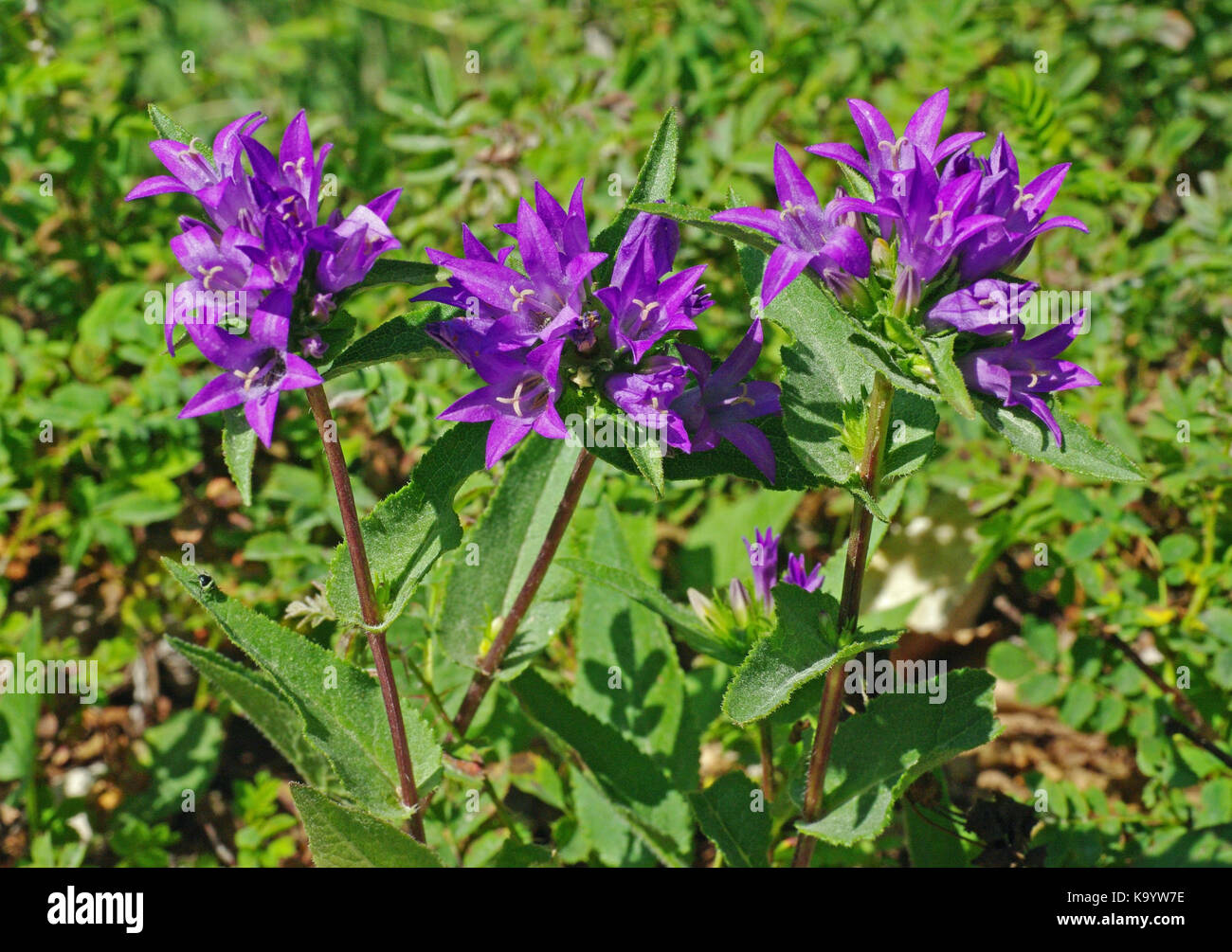 Campanula glomerata, la campanula in cluster o dane il sangue, dalla famiglia campanulaceae Foto Stock