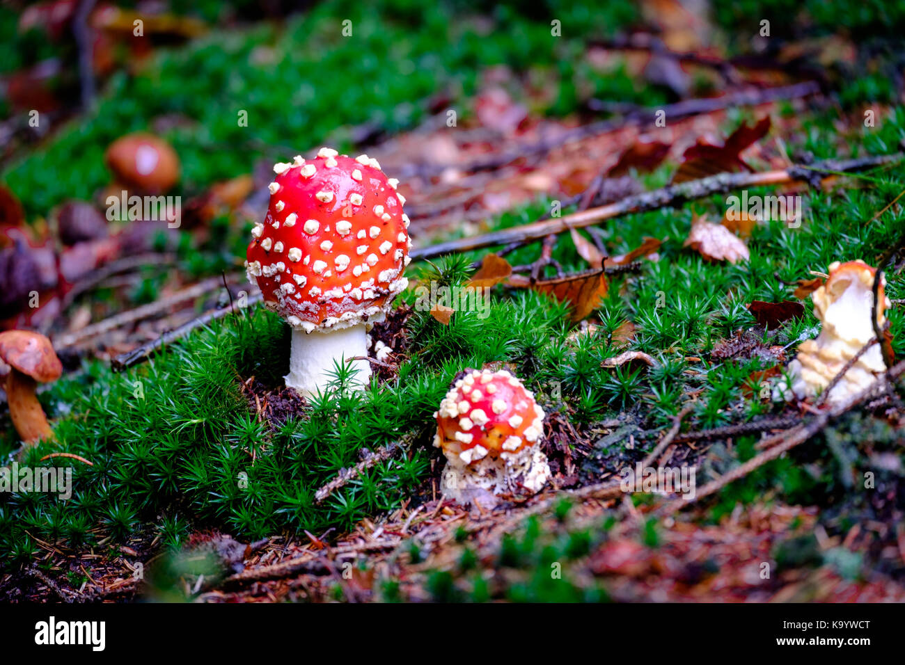 Amanita Muscaria, fungo velenoso sullo sfondo naturale della foresta Foto Stock