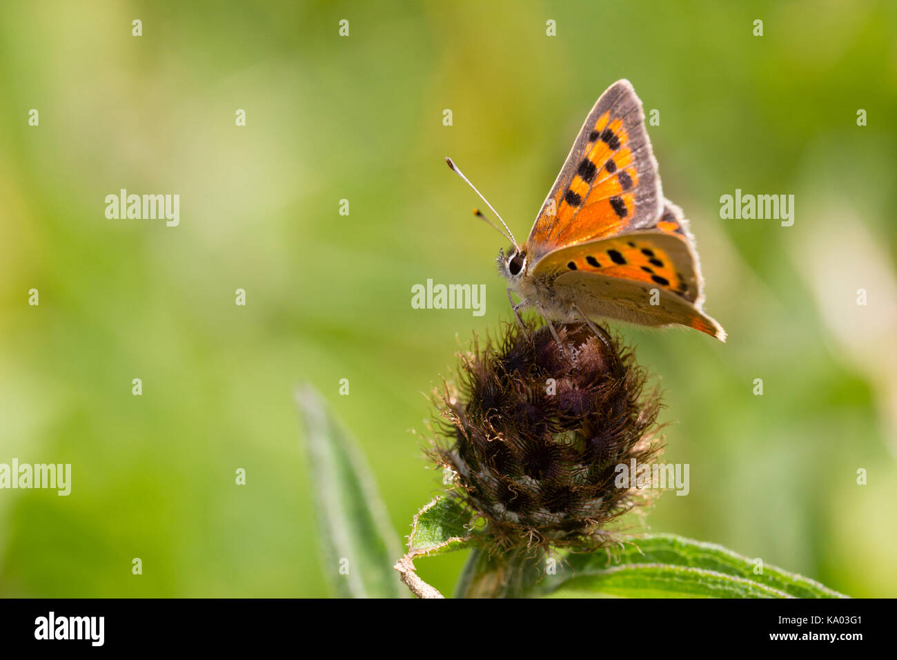 Terraferma britannica sub specie del rame Piccola farfalla Lycaena phlaeas ssp. eleus Foto Stock