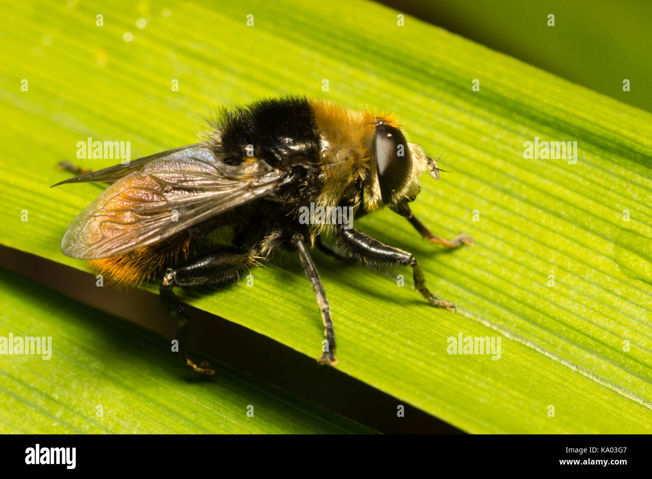 Maschio adulto Narciso fly, Merodon equestris, un nee mimare hoverfly e pest di daffodil e altri bulbi Foto Stock