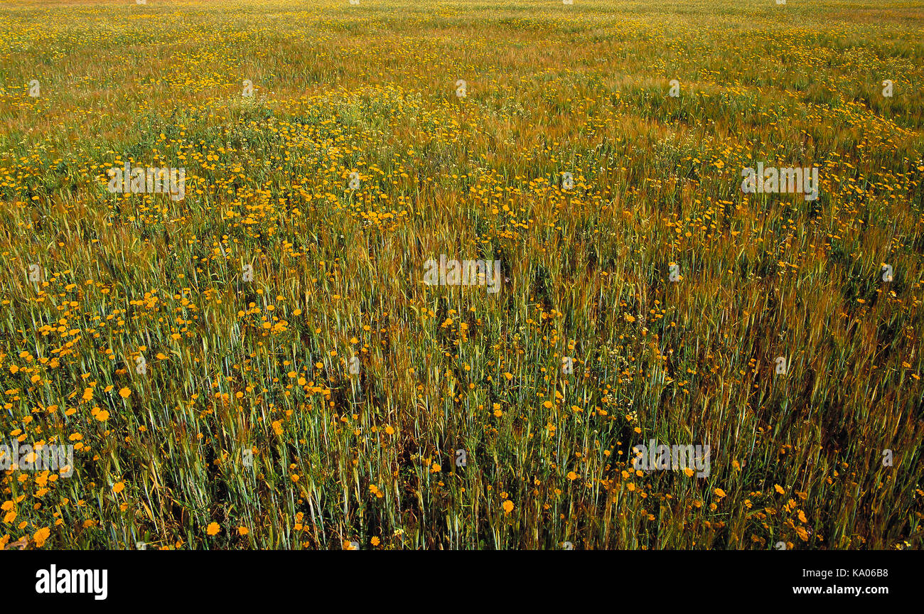 Guernsey. Sark. Close up di erba di prato con fiori selvatici. Foto Stock