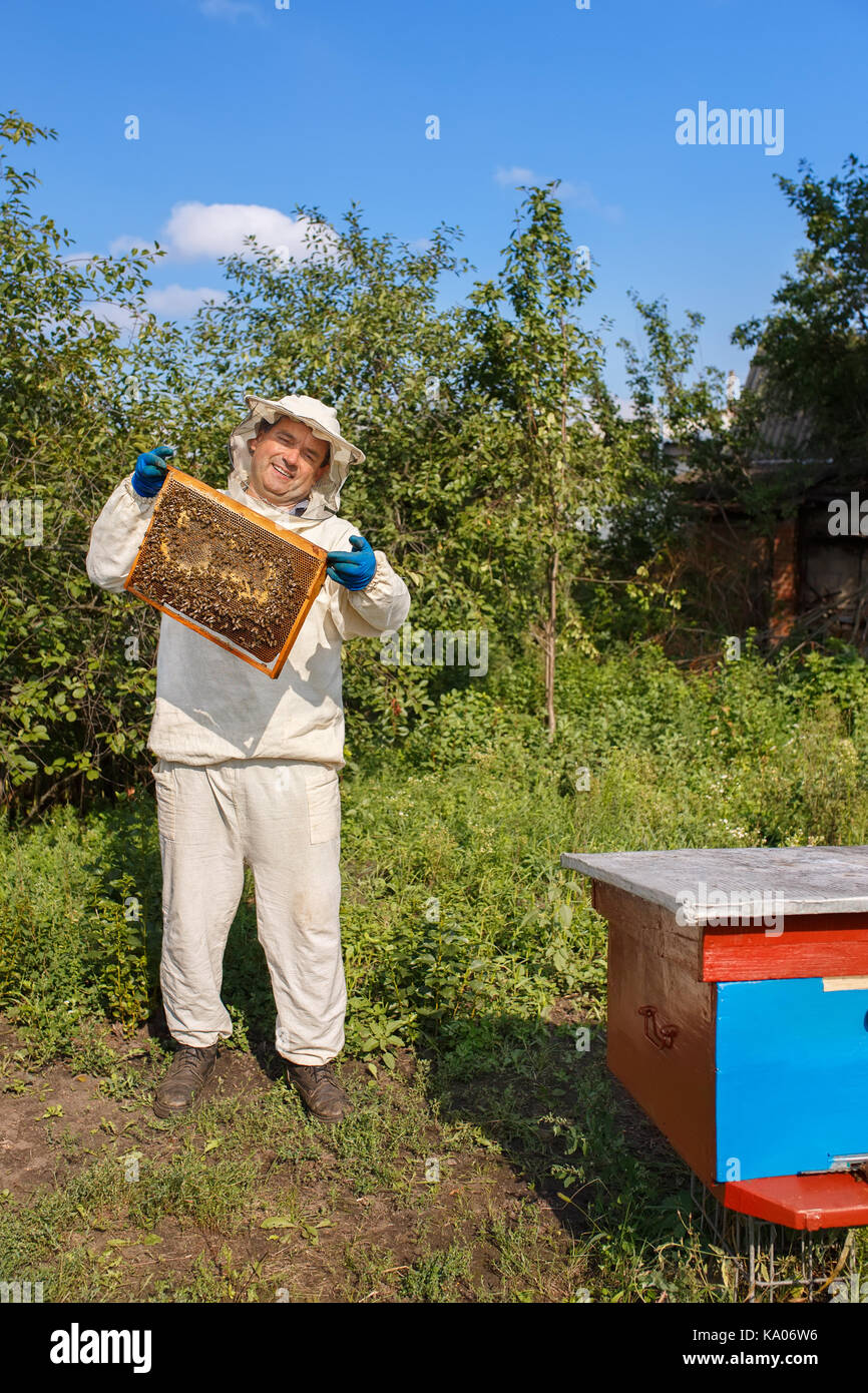 Apicoltore tenendo un nido pieno di api. apicoltore in indumenti da lavoro protettiva di ispezione del telaio a nido d'ape a apiario. apicoltura concetto. apicoltore harve Foto Stock