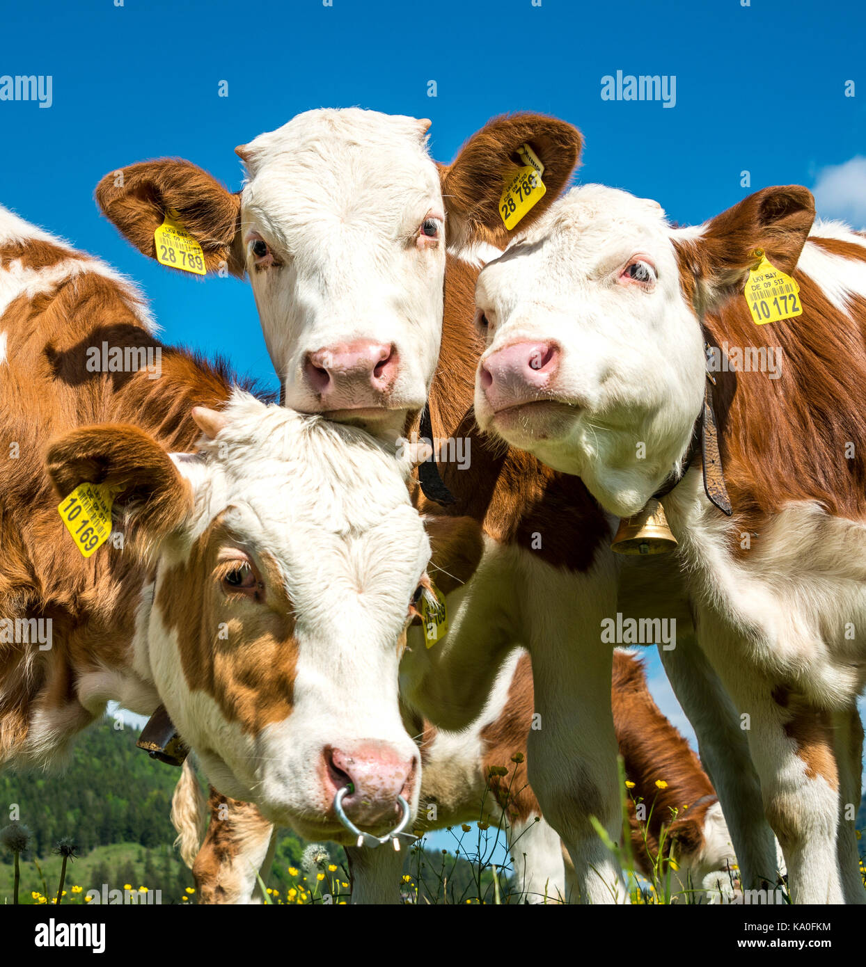 Tre giovani vitelli (Bos primigenius taurus) aspetto curioso, Alta Baviera, Baviera, Germania Foto Stock