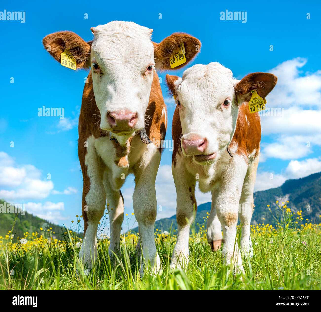 Due giovani vitelli (Bos primigenius taurus) inquisitively permanente su un pascolo alpino, Alta Baviera, Baviera, Germania Foto Stock