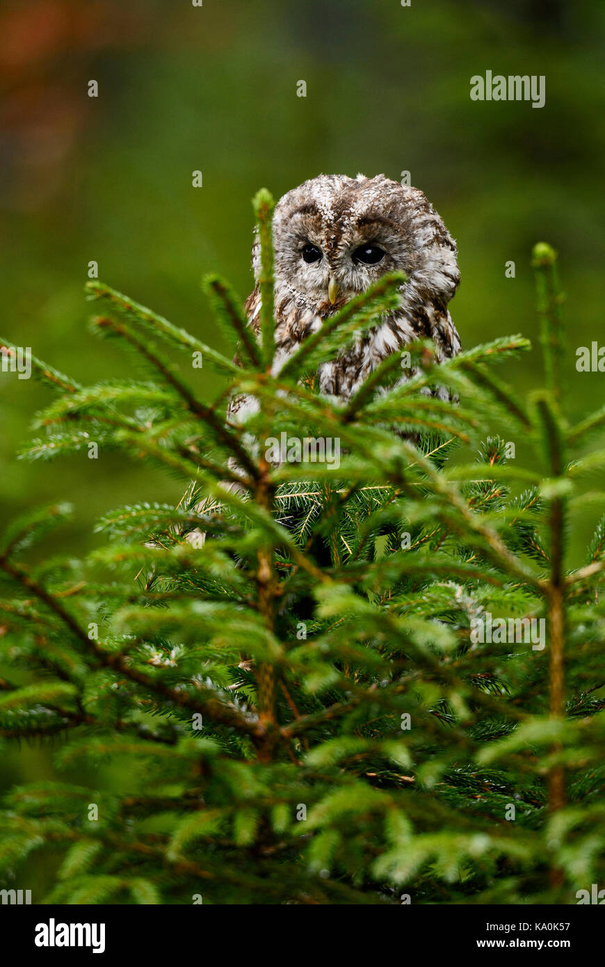 Allocco - Strix aluco Foto Stock