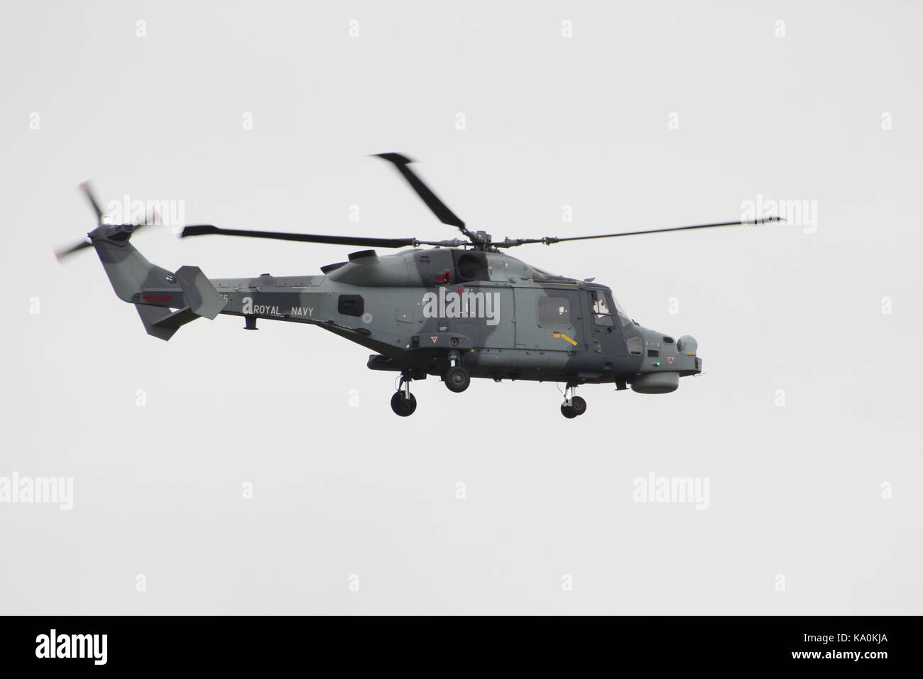 Zz375, un agustawestland wildcat hma.2 azionato dalla Royal Navy's elicottero display team, i gatti neri, a est di fortuna in East Lothian. Foto Stock