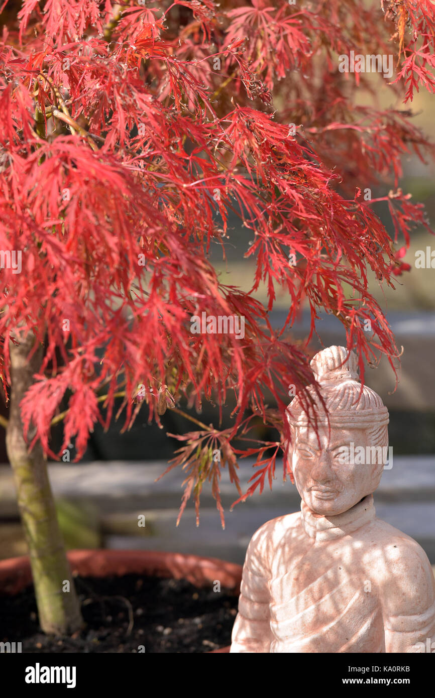 Giapponese alberi di Acer e orientali ornamenti di pietra in vendita presso un centro giardino in autunno. Foto Stock