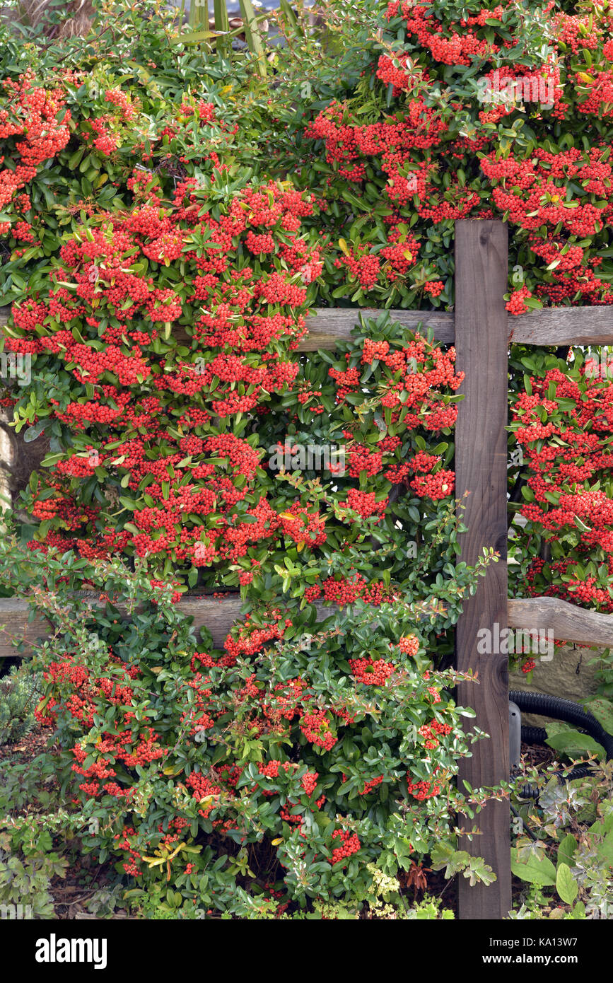 Bellissimi frutti rossi d'autunno nella stagione autunnale che crescono attraverso una recinzione in legno in un giardino o in un campo. Foto Stock