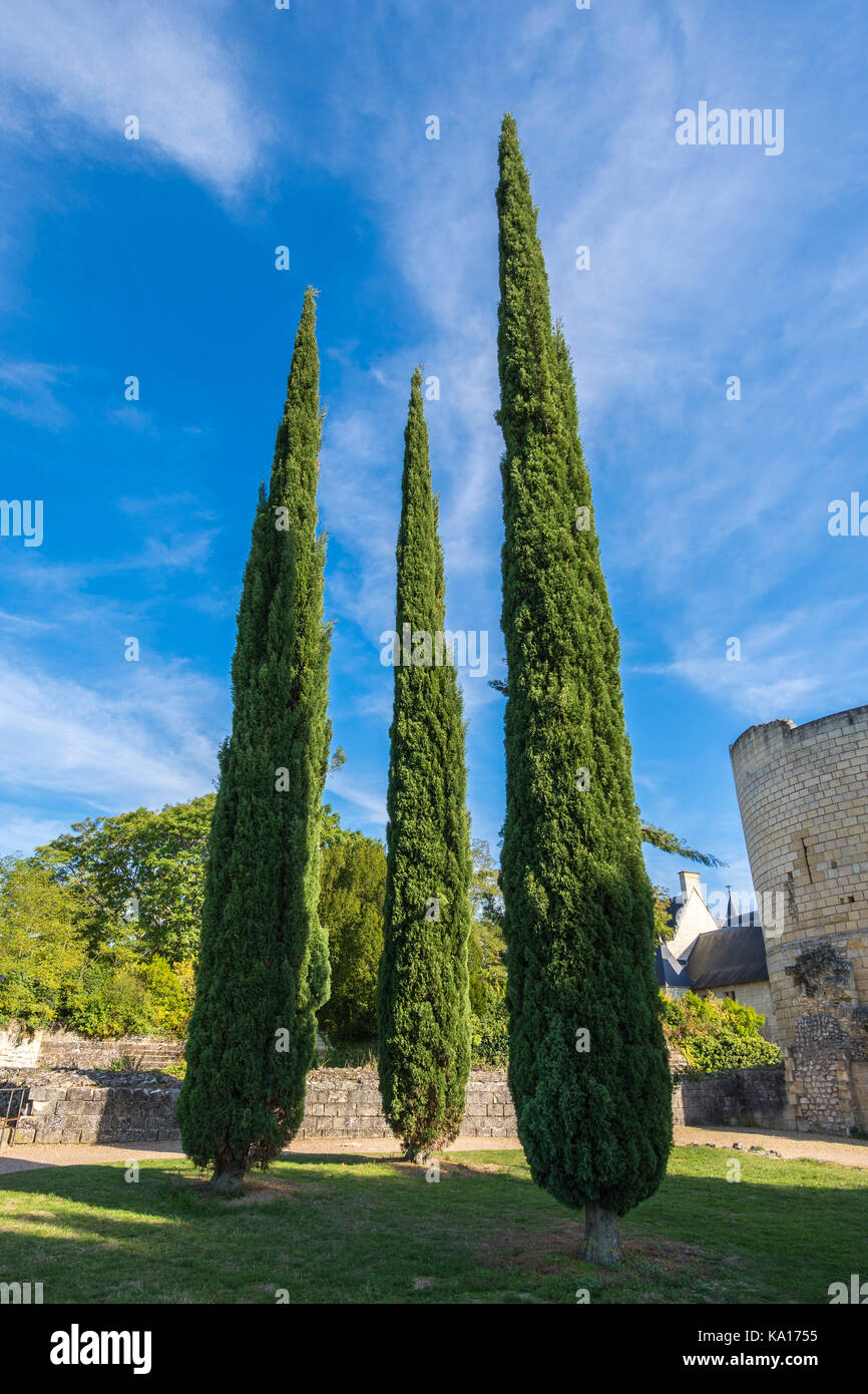 Tre alberi appuntita, chateau CHINON, Francia. Foto Stock