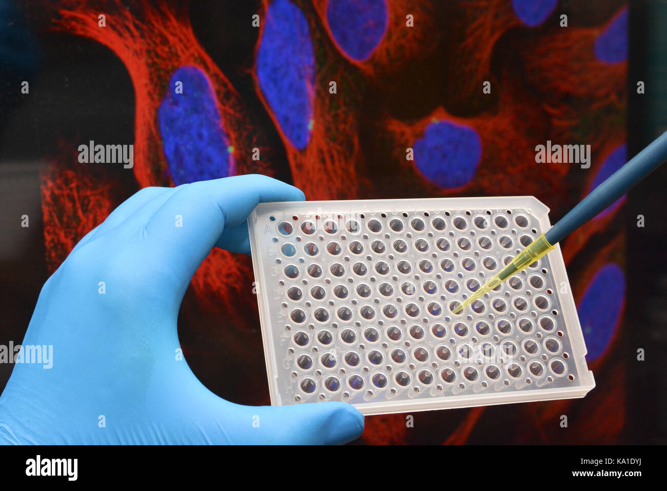 In campo biologico laboratorio scientifico. Il campione è stato pipettato in un pozzetto della piastra. Foto Stock